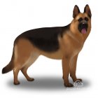 German Shepherd (Alsatian)