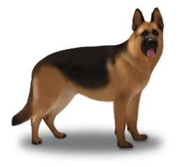 German Shepherd (Alsatian)