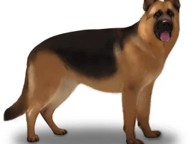 German Shepherd (Alsatian)