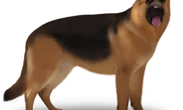 German Shepherd (Alsatian)
