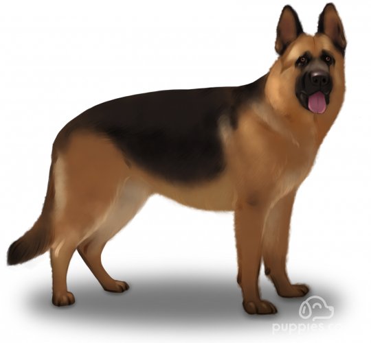 German Shepherd (Alsatian)