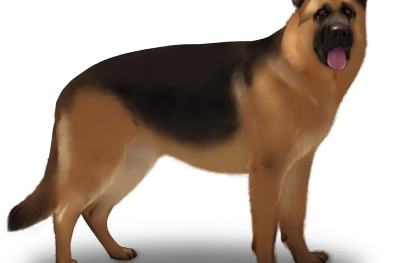 German Shepherd (Alsatian)