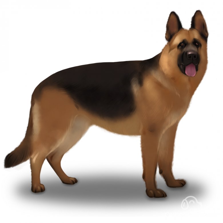 German Shepherd (Alsatian)