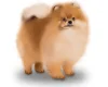 German Spitz (Mittel)