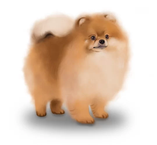 German Spitz (Mittel)
