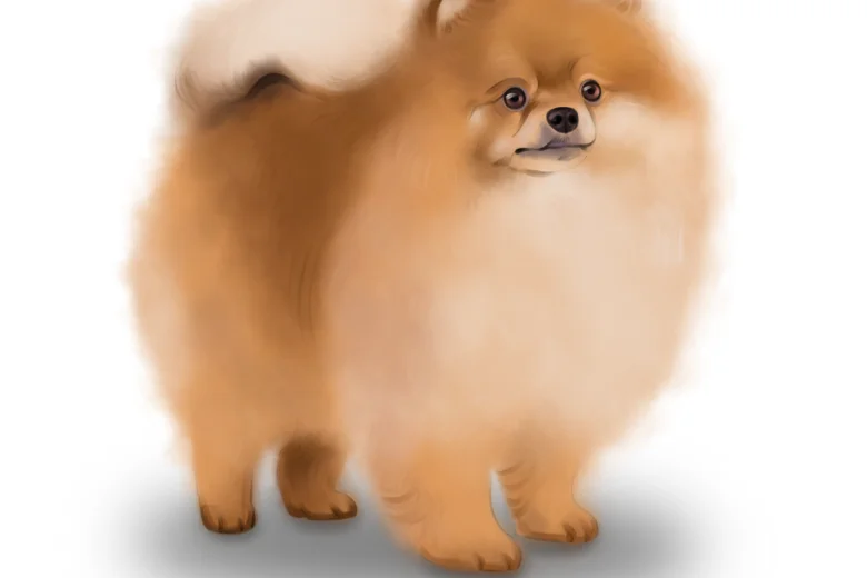 German Spitz (Mittel)