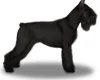 Giant Schnauzer