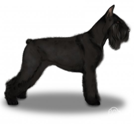 Giant Schnauzer