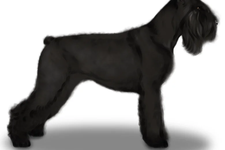 Giant Schnauzer