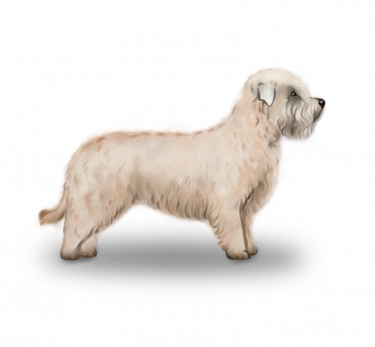 Glen of Imaal Terrier