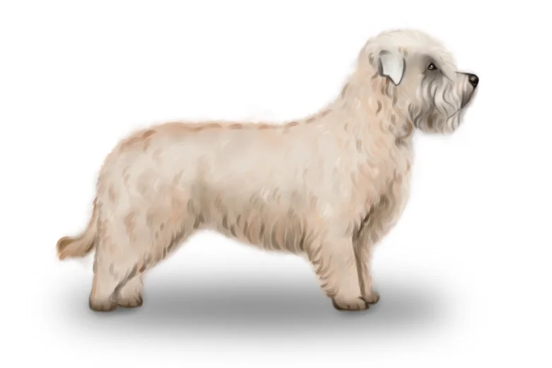 Glen of Imaal Terrier