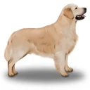 Golden Retriever - Dogs
