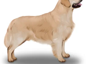 Golden Retriever - Dogs