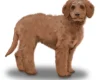 Goldendoodle