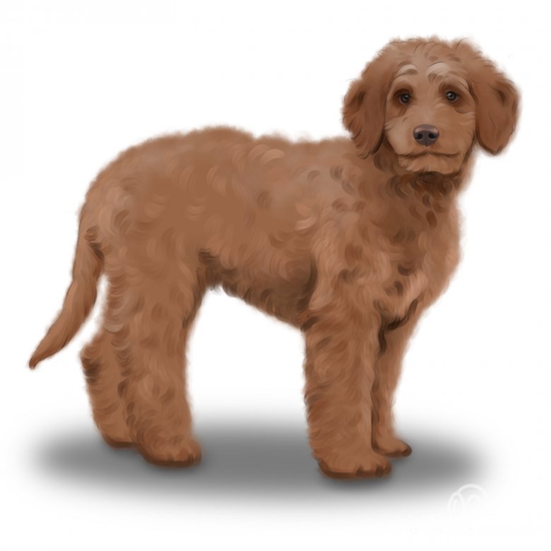 Goldendoodle