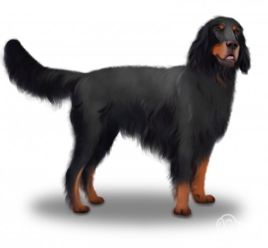 Gordon Setter