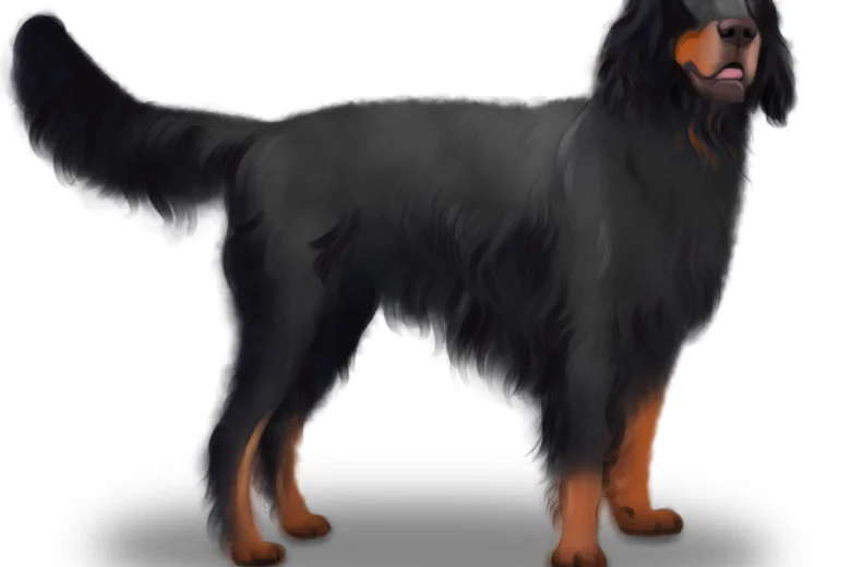 Gordon Setter