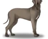 Great Dane