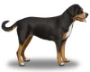 Greater Swiss Mountain Dog