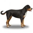 Greater Swiss Mountain Dog