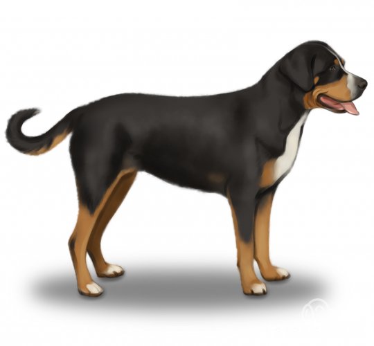 Greater Swiss Mountain Dog