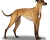 Greyhound