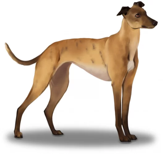 Greyhound