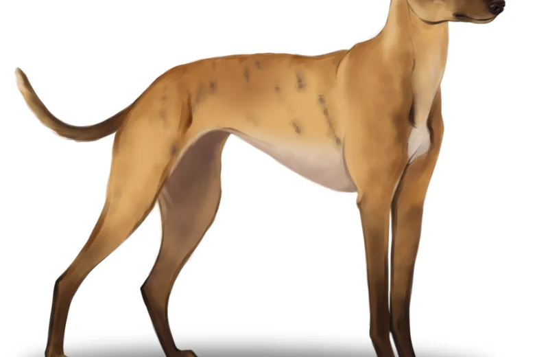 Greyhound