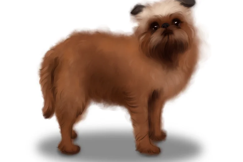 Griffon Bruxellois