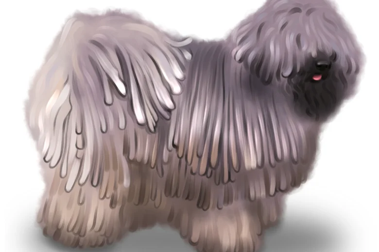 Hungarian Puli