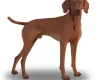 Hungarian Vizsla