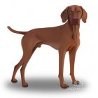 Hungarian Vizsla