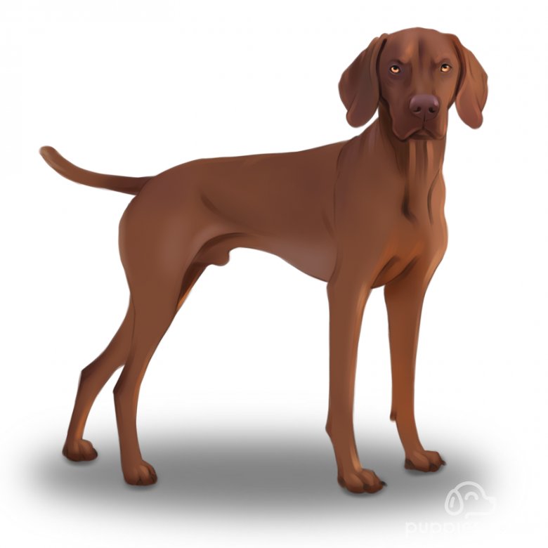 Hungarian Vizsla