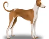 Ibizan Hound