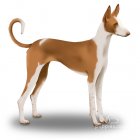 Ibizan Hound