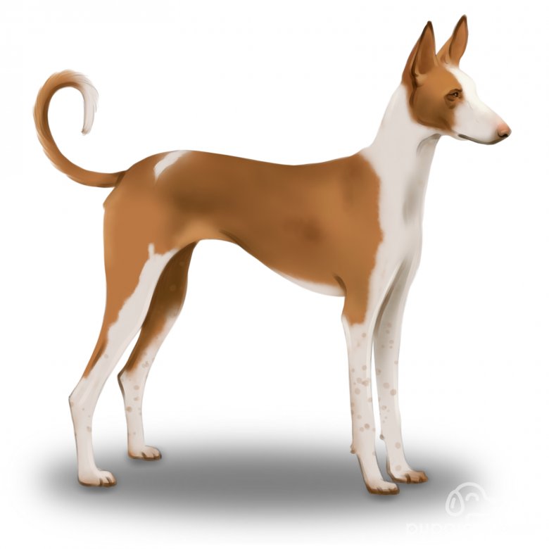 Ibizan Hound