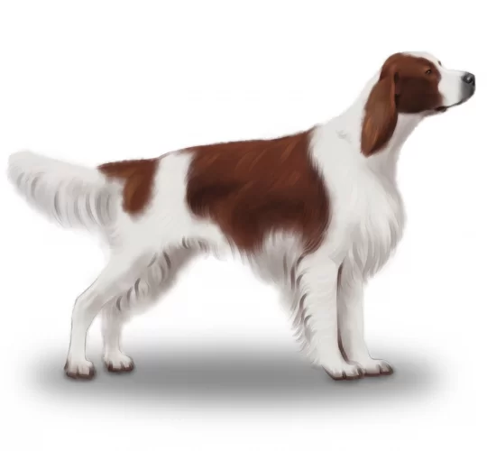 Irish Red and White Setter