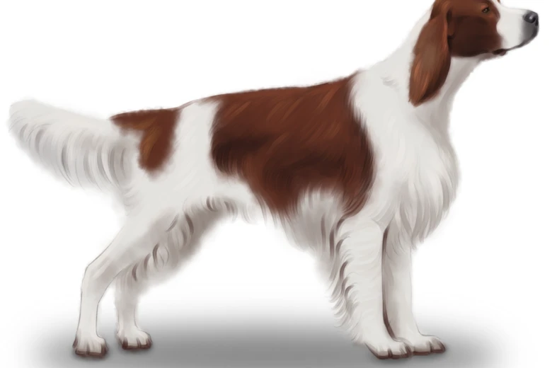 Irish Red and White Setter