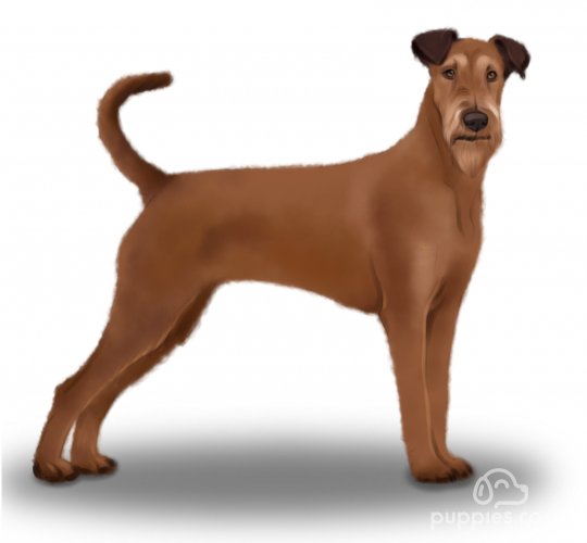 Irish Terrier