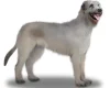 Irish Wolfhound