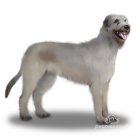 Irish Wolfhound