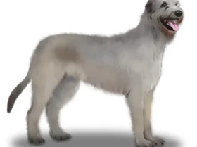 Irish Wolfhound