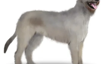 Irish Wolfhound