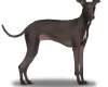 Italian Greyhound