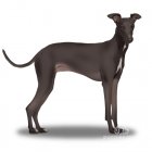 Italian Greyhound