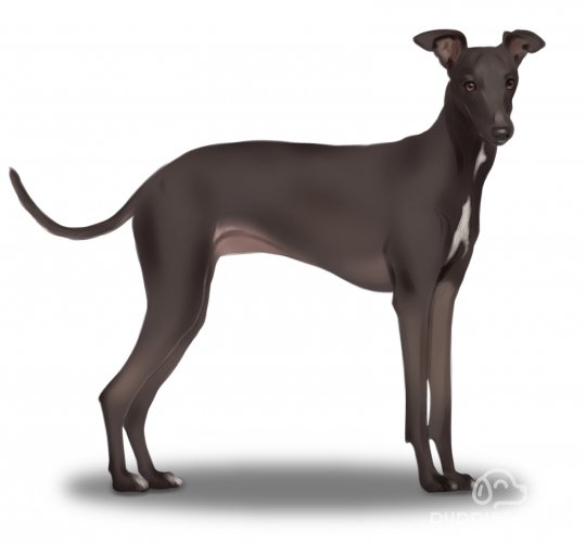 Italian Greyhound