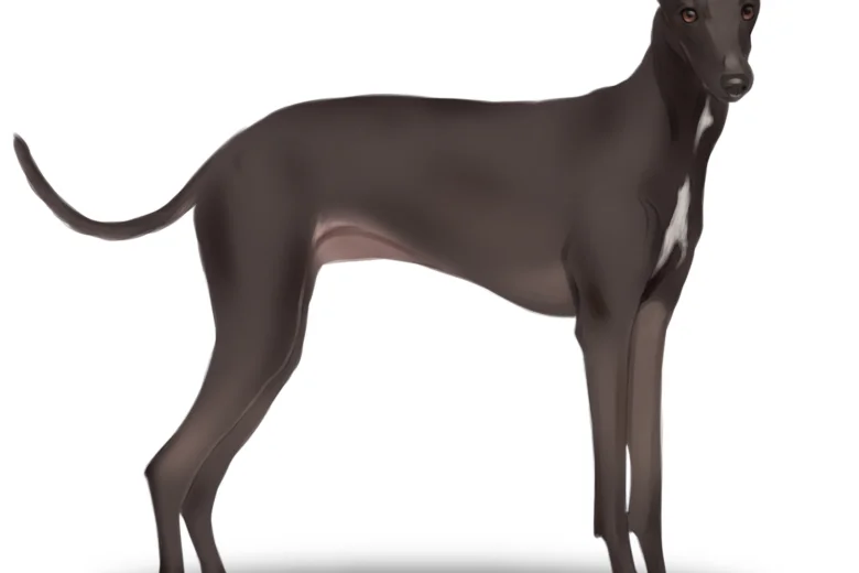 Italian Greyhound