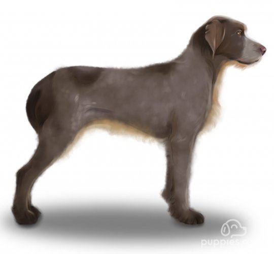 Italian Spinone