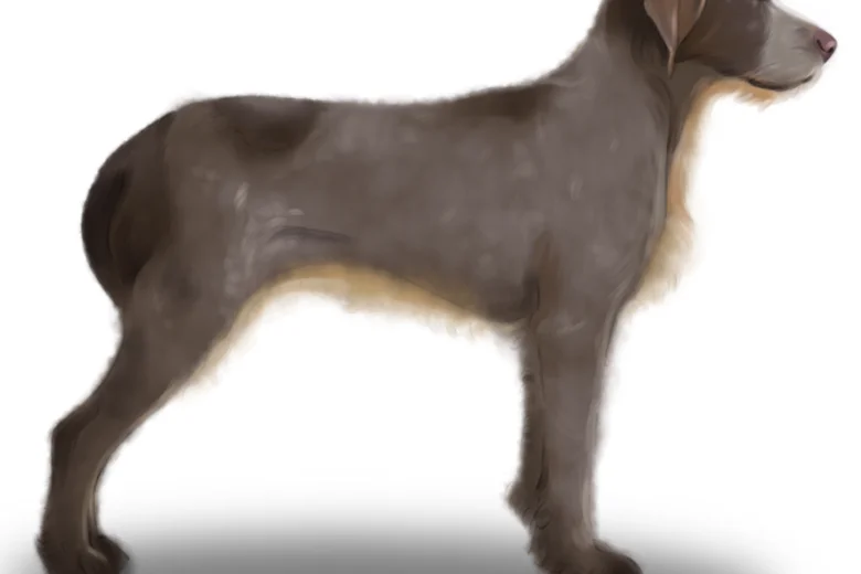 Italian Spinone