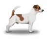 Jack Russell